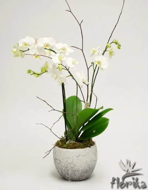 Orchid in a ceramic pot. 2-3 stems