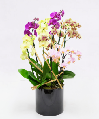 orchideju kompozicija