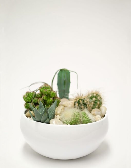 Sukulentų ir kaktusų kompozicija keramikiniame vazone