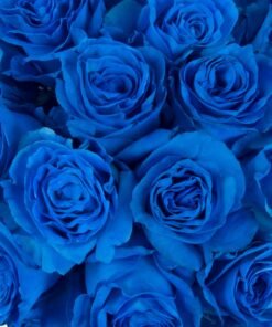 Mėlynų rožių žiedai