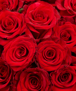 Daug raudonų rožių žiedų