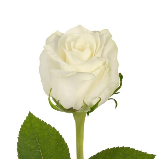 Viena balta rožė