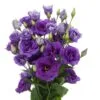 Mėlyna eustoma