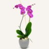 Violetinė orchidėja keramikiniame vazone