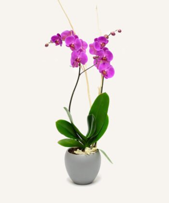 Violetinė orchidėja keramikiniame vazone