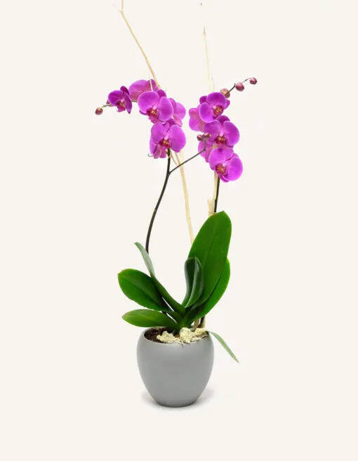 Violetinė orchidėja keramikiniame vazone