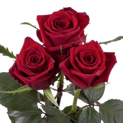 Trys raudonos rožės