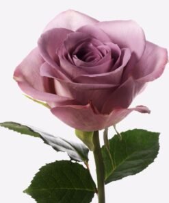 Violetinės rožės žiedas