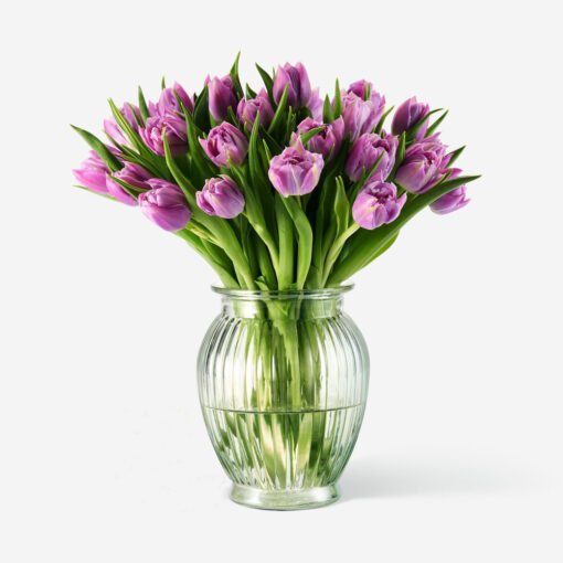 Double violet tulips in glass vase