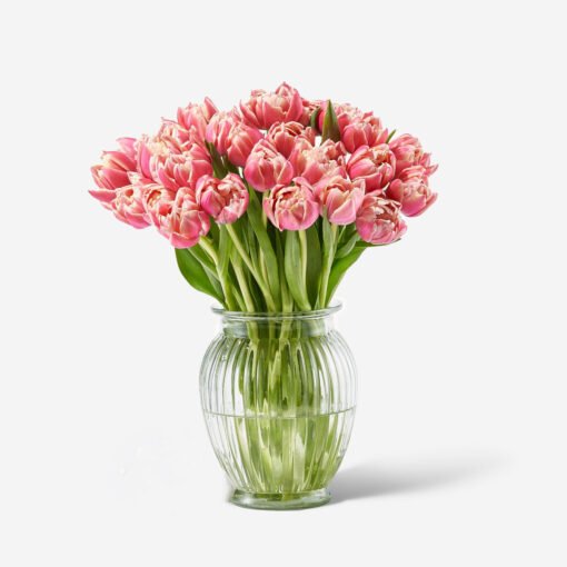 Pink double tulips in vase