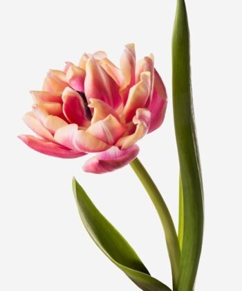 Single pink double tulip opened