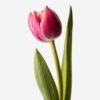 Single pink double tulip
