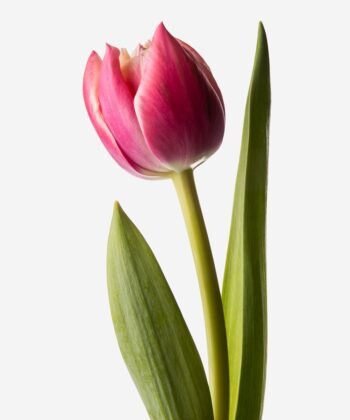 Single pink double tulip