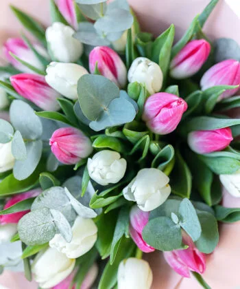Bouquet of whote and pink tulips close view