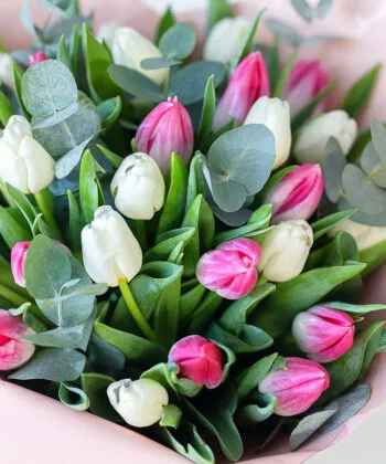 Bouquet of whote and pink tulips close view