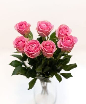 Alternative view of Pink rose