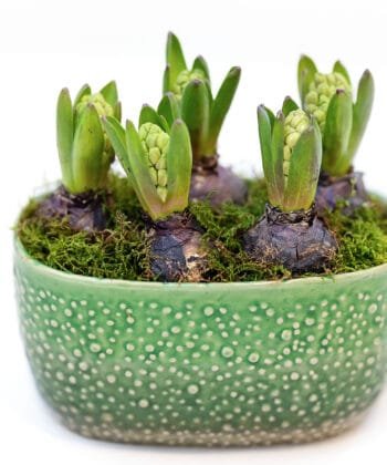 Alternative view of Kompozicija su jacintais puošniame keramikiniame lovelyje