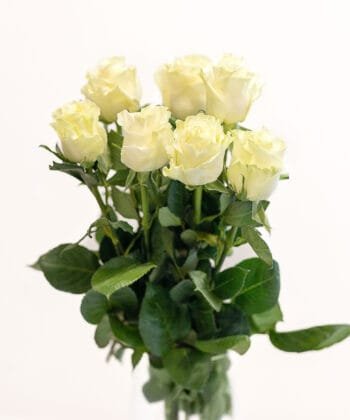 Alternative view of Белая роза