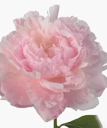 Light pink peonies