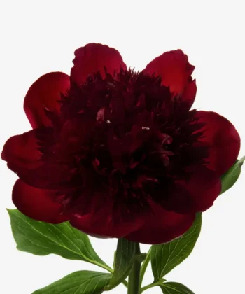 Red peonies