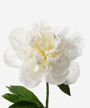 White peonies